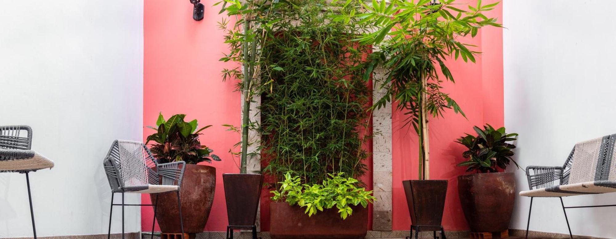 Nueve Agaves Hotel تيكيلا المظهر الخارجي الصورة